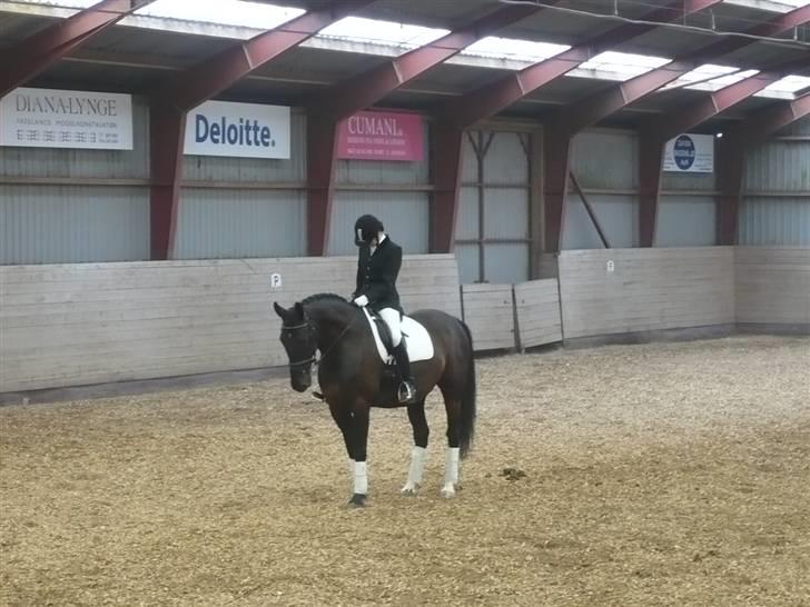 Dansk Varmblod Zigval - Stævne i Åstrup billede 6