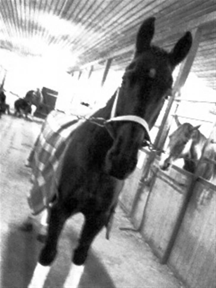 Dansk Varmblod Zigval - Zigval i Åstrup billede 8