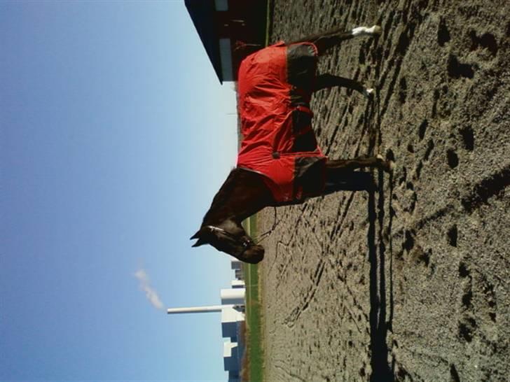 Dansk Varmblod Zigval - Zigval billede 9