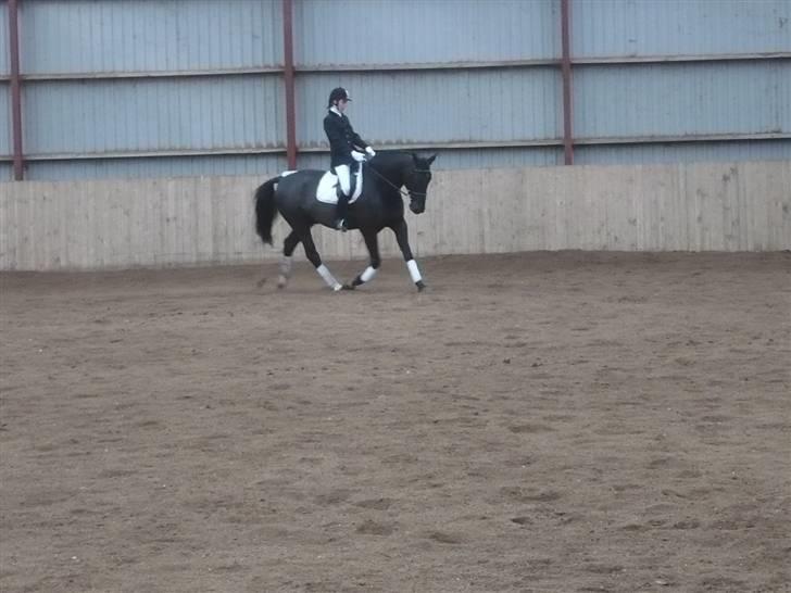 Dansk Varmblod Zigval - Stævne i Åstrup billede 11