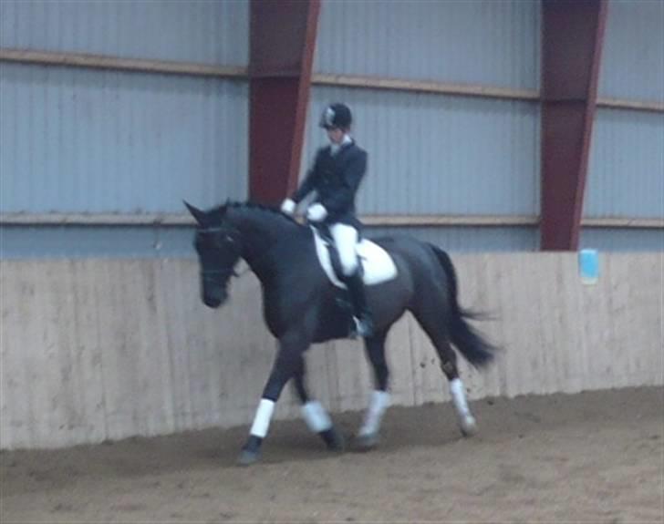 Dansk Varmblod Zigval - Stævne i Åstrup billede 12