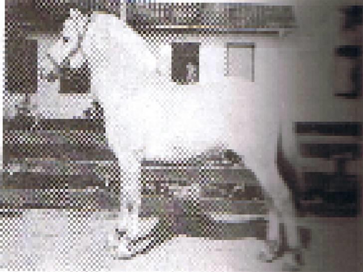 Fjordhest Liv  -   RIP :´( - Dårligt billede af Livs far - Lindon vinstrup billede 18