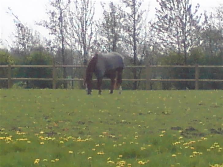 DSP Oscar - Hans elskede fold billede 13