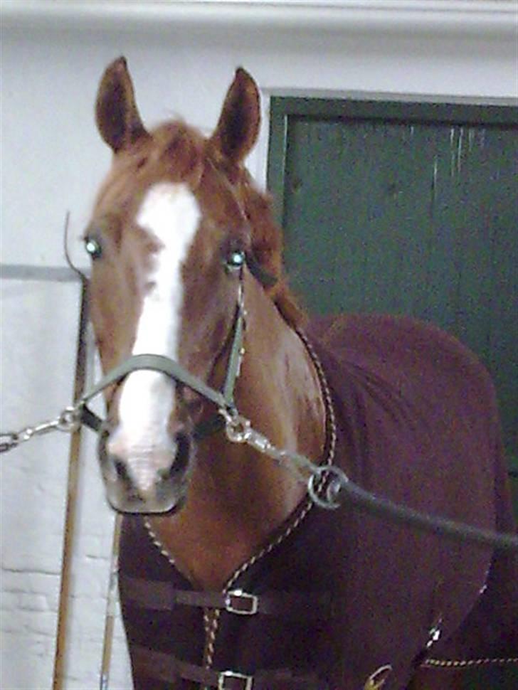 DSP Oscar - så er han også blevet klippet billede 14