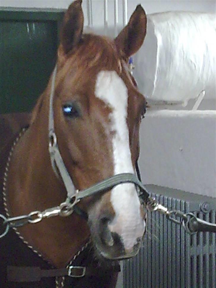 DSP Oscar - han syntes det var rigtig spændende at buster legede i halmen billede 15