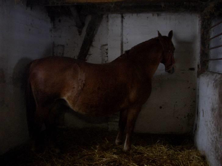 Frederiksborg Birkegårdens Frederikke (Himmelhest d.6/09-12) - Sådanne kunne hun også stå. (Nu er hun den som først begynder og kalde, når hun hører en komme.) billede 7