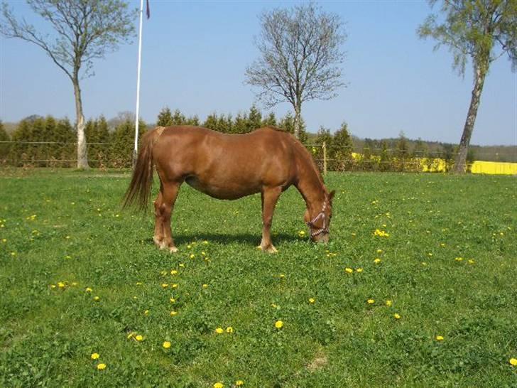 Frederiksborg Birkegårdens Frederikke (Himmelhest d.6/09-12) - Her går hun for sig selv pga. at hun er ved og skal fole og hun ikke kan enes med føre hoppen. billede 9