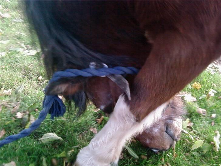 Shetlænder Valdemar!<3 (L' ILY!<3  - neje billede 13