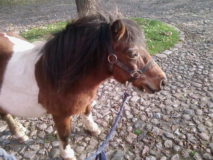 Shetlænder Valdemar!<3 (L' ILY!<3  - smukke billede 14