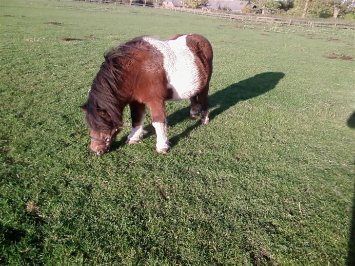 Shetlænder Valdemar!<3 (L' ILY!<3  - smukke på fold billede 15