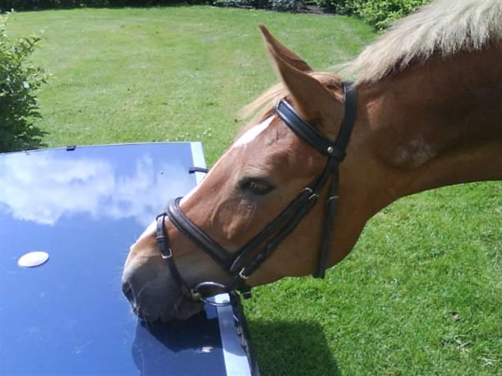 Anden særlig race Stella Af Toftlundgaard<3 - uhh et glas bor.  billede 11