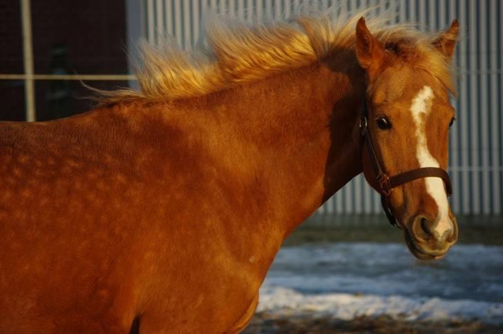 Palomino Lykkesholm's Smeagel billede 6