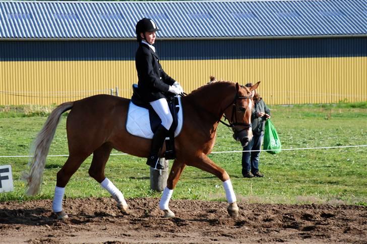 Anden særlig race Stella Af Toftlundgaard<3 - Stævne i Bolderslev d. 21/05.. Første LA1.. 3. plads med 79,65 % billede 12