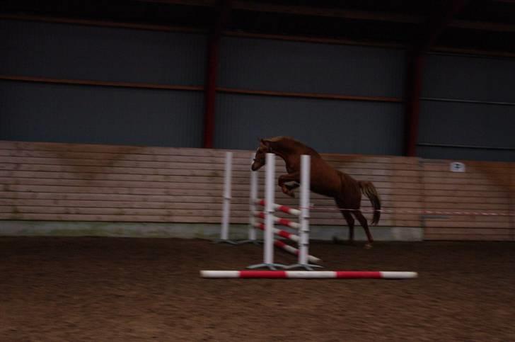 Palomino Lykkesholm's Smeagel billede 7