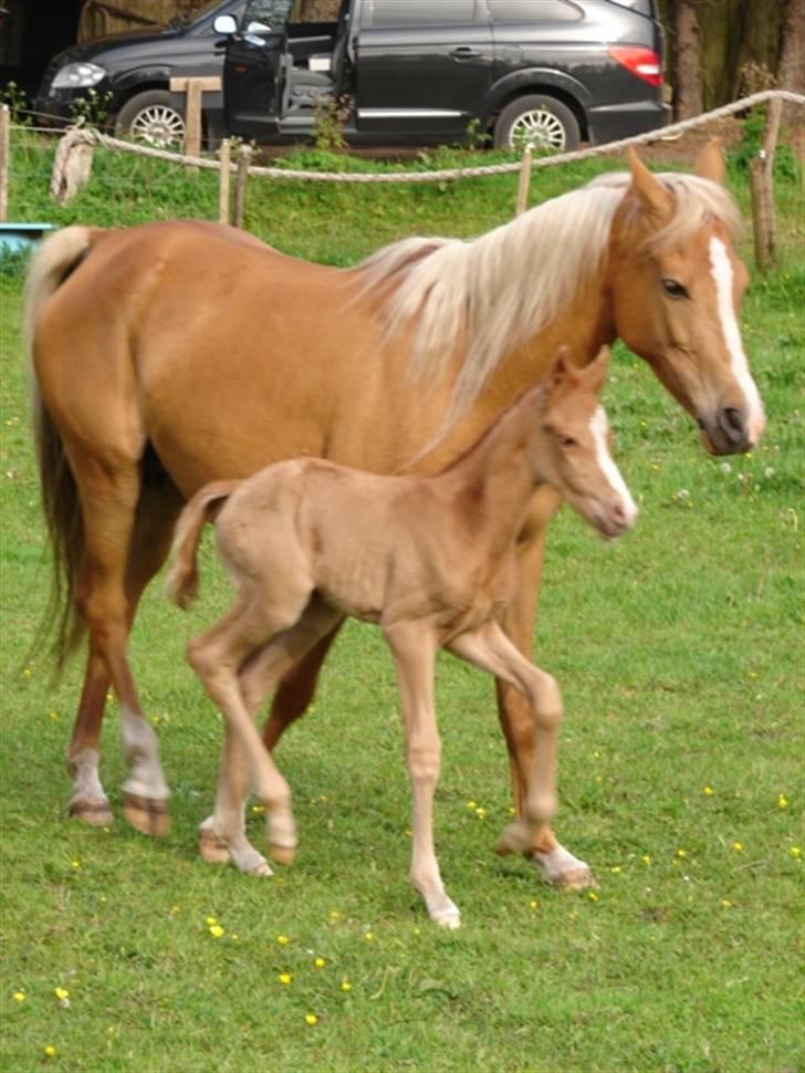 Palomino Lykkesholm's Smeagel - Smeagel sammen med sin mor.  billede 8