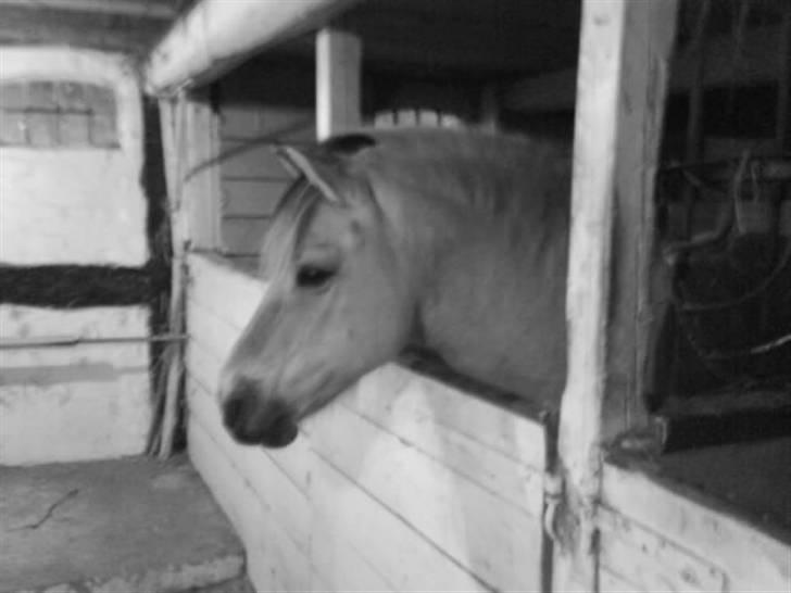 Fjordhest Lukas<3 (L' - Wow En smuk pony   billede 6