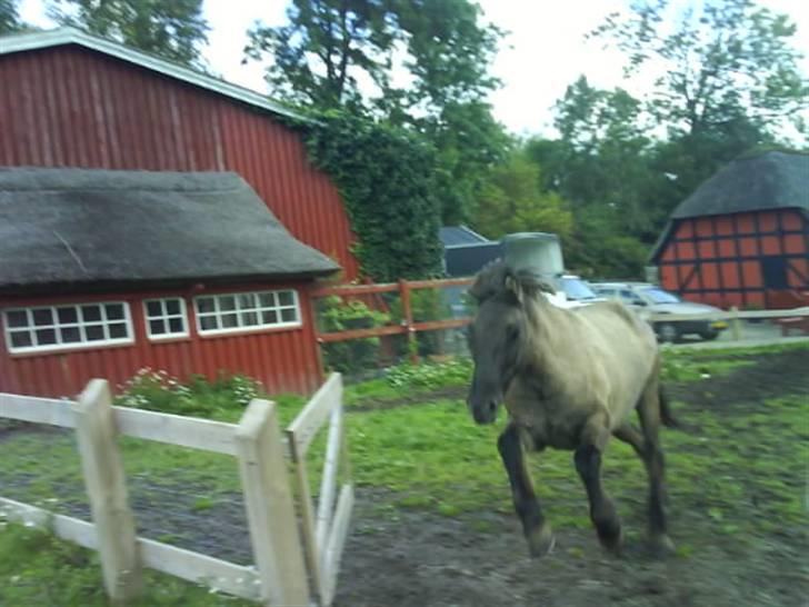 Islænder Urdúr<3 - Ødur Jorde afsted billede 10