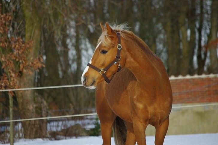 Palomino Lykkesholm's Smeagel billede 9