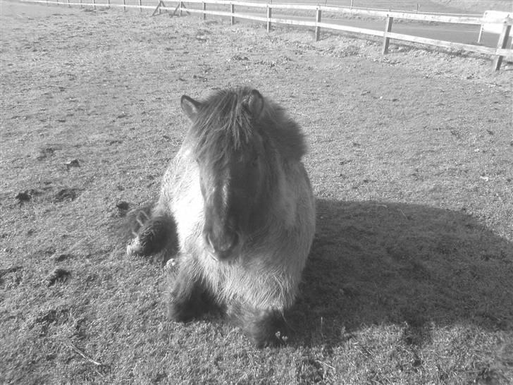 Islænder Urdúr<3 - smukke tøs billede 11