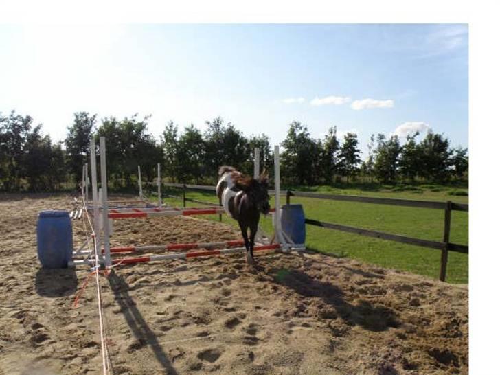 Anden særlig race Shulaima billede 13