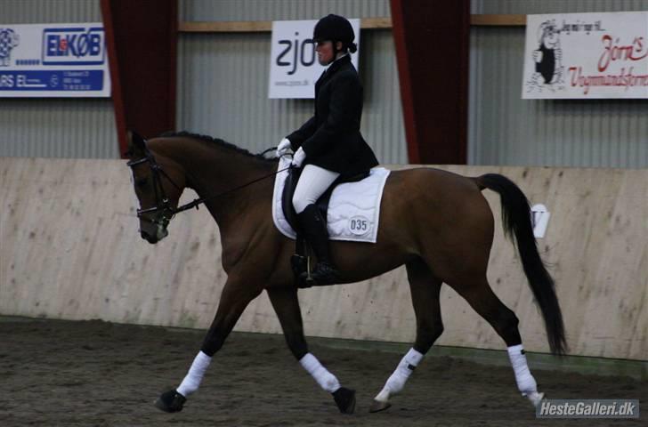 Anglo Araber (AA) Almera Mosebo X SOLGT - LC ASRK 21/3-09 taget af Sandie Laustsen(M. Isabella Af Mindet) billede 18