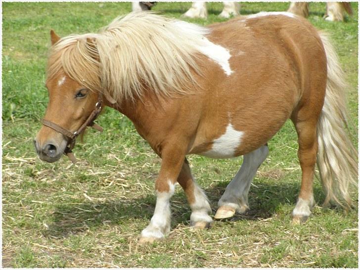 Shetlænder Lærke's Gypsy Doll - Gypsy 2 år :o) billede 3