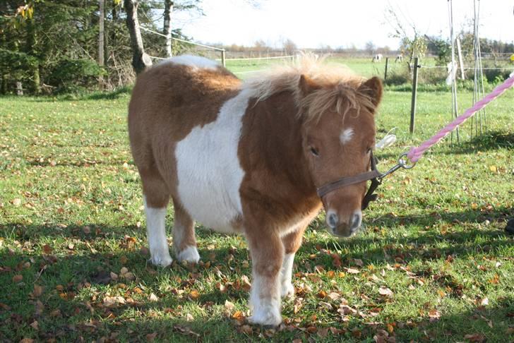 Shetlænder Lærke's Gypsy Doll billede 4