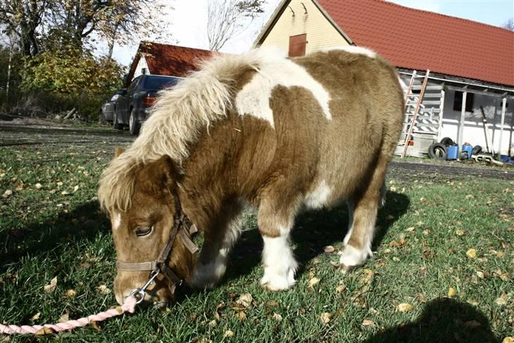 Shetlænder Lærke's Gypsy Doll billede 5