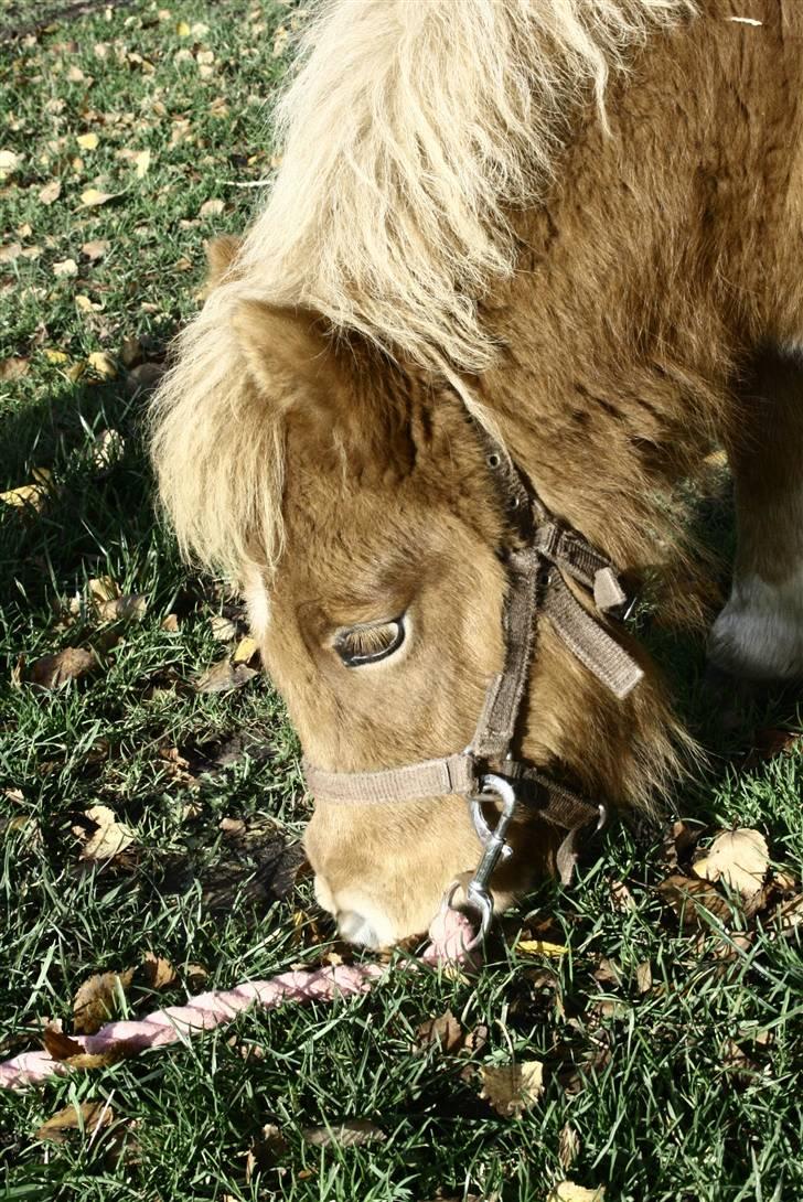 Shetlænder Lærke's Gypsy Doll billede 6