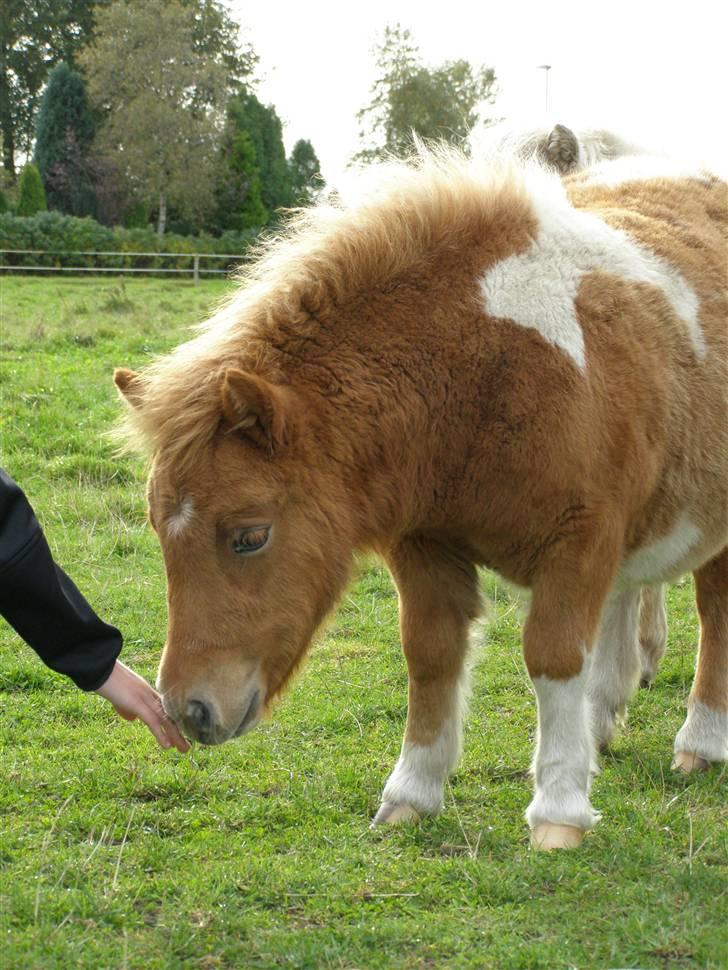 Shetlænder Lærke's Gypsy Doll billede 7