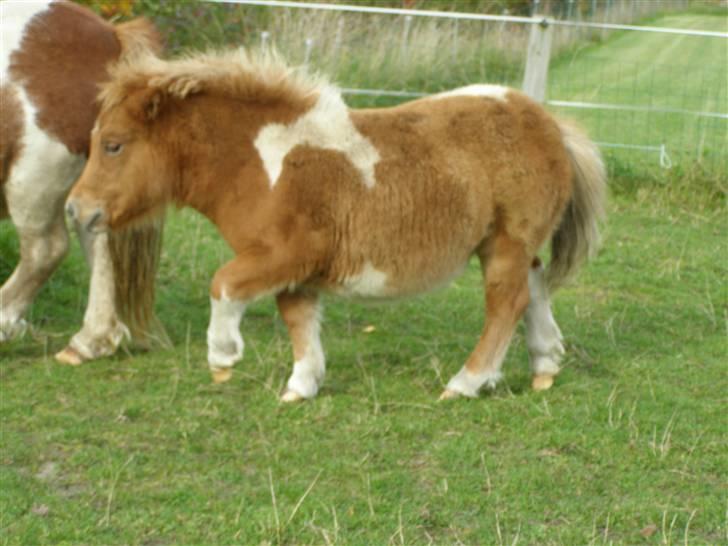 Shetlænder Lærke's Gypsy Doll billede 8