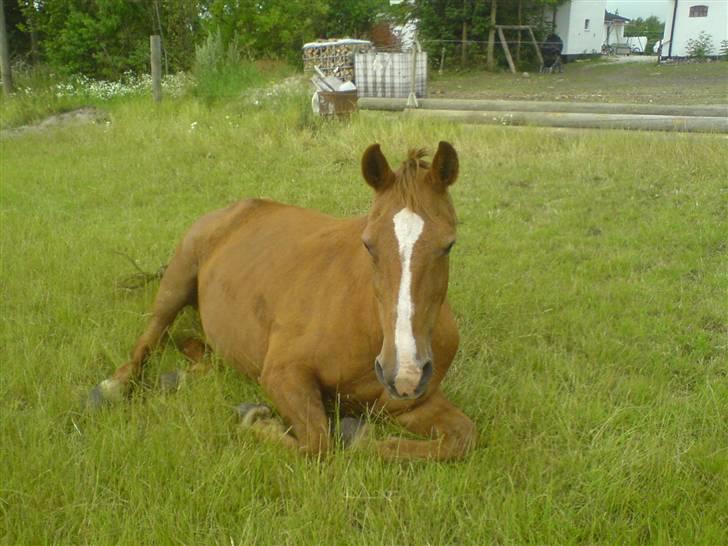 Anden særlig race Junni - RIP - juli 08 - formiddagshvil billede 7