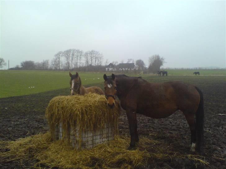 Dansk Varmblod Zaphir DH 4329 - RIP  billede 3