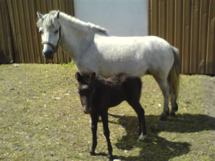 Anden særlig race Welsh mountain Mille SOLGT billede 7