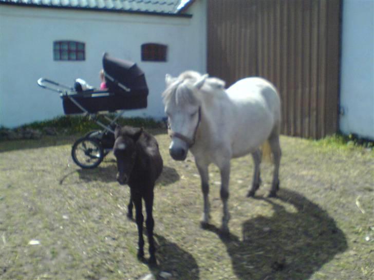 Anden særlig race Welsh mountain Mille SOLGT billede 8