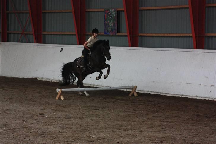 Anden særlig race Mr. Malle - 2. gang mig og Malle springer billede 15