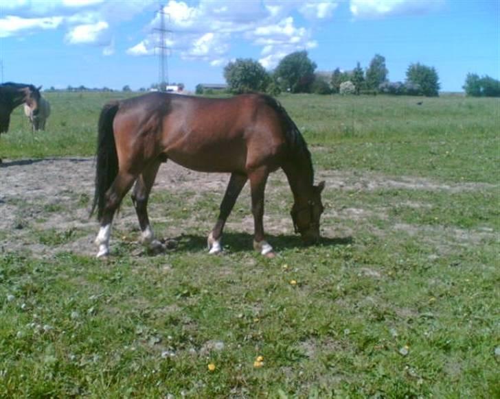 Anden særlig race jamie billede 28