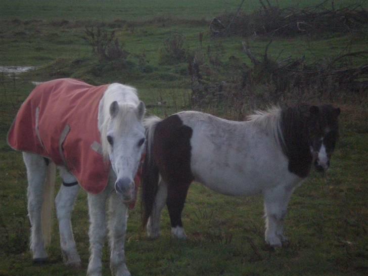 Welsh Mountain (sec A) Bella R.I.P - Min stjerne billede 1