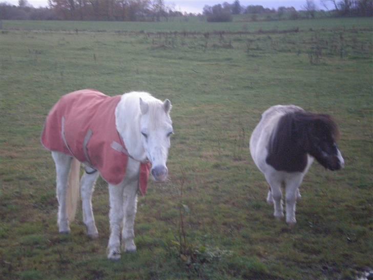Welsh Mountain (sec A) Bella R.I.P - Min stjerne billede 2