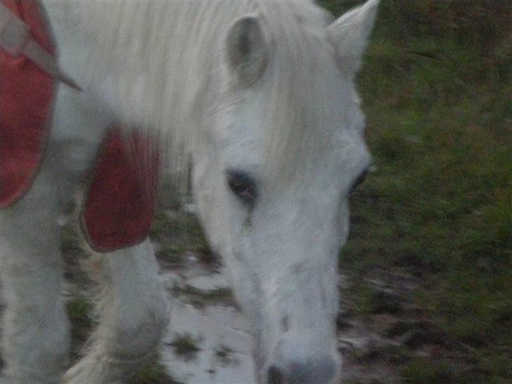 Welsh Mountain (sec A) Bella R.I.P - Min stjerne billede 3