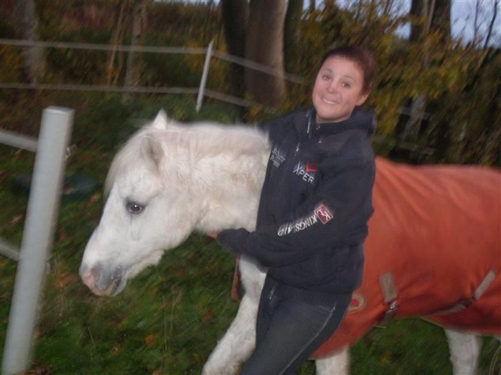 Welsh Mountain (sec A) Bella R.I.P - Min stjerne billede 4