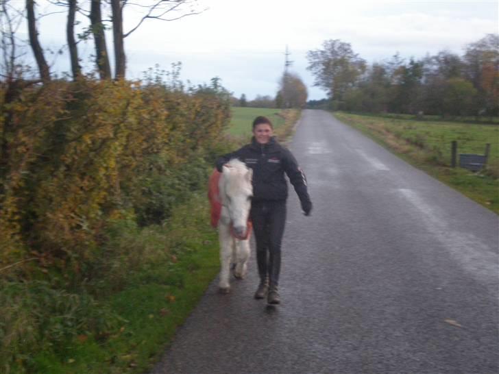 Welsh Mountain (sec A) Bella R.I.P - Min stjerne billede 5