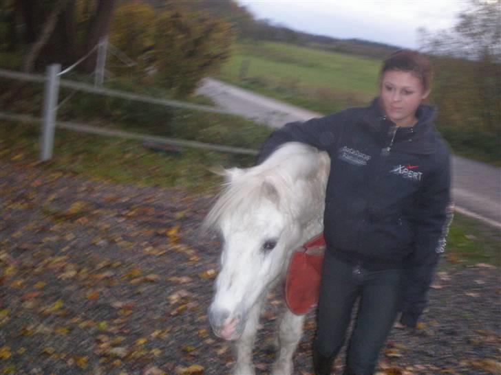 Welsh Mountain (sec A) Bella R.I.P - Min stjerne billede 6