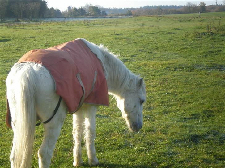 Welsh Mountain (sec A) Bella R.I.P - Min stjerne billede 7