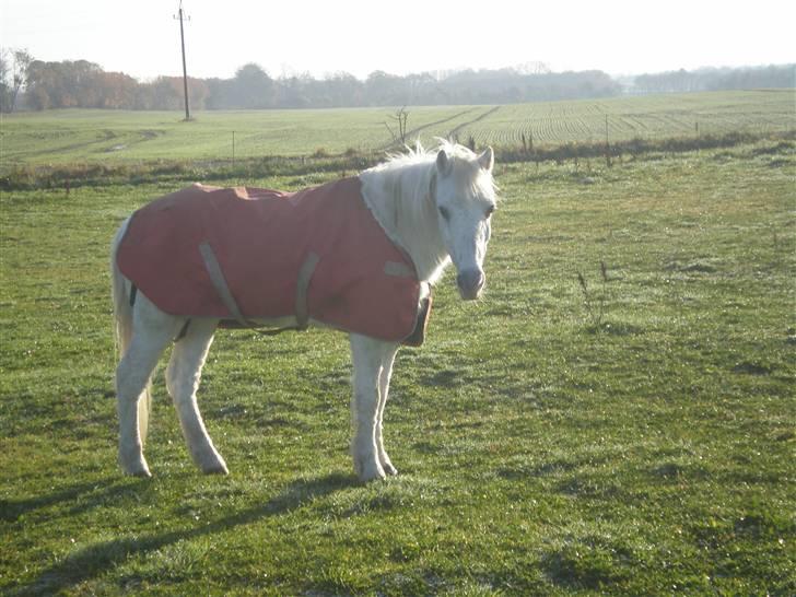 Welsh Mountain (sec A) Bella R.I.P - Min stjerne billede 8