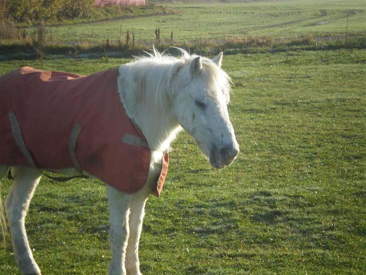 Welsh Mountain (sec A) Bella R.I.P - Min stjerne billede 9