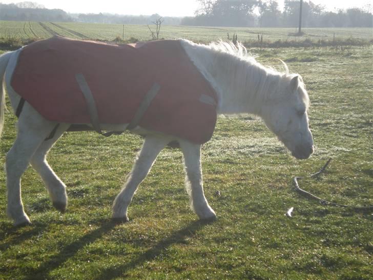 Welsh Mountain (sec A) Bella R.I.P - Min stjerne billede 10