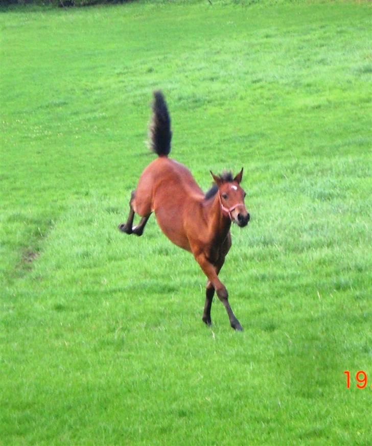 DSP Hesselholts Emily - SOLGT billede 9