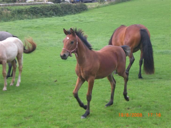 DSP Hesselholts Emily - SOLGT billede 8