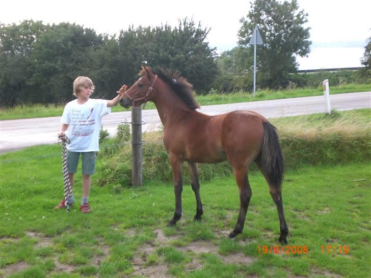 DSP Hesselholts Emily - SOLGT billede 11